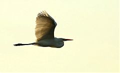 Great Egret